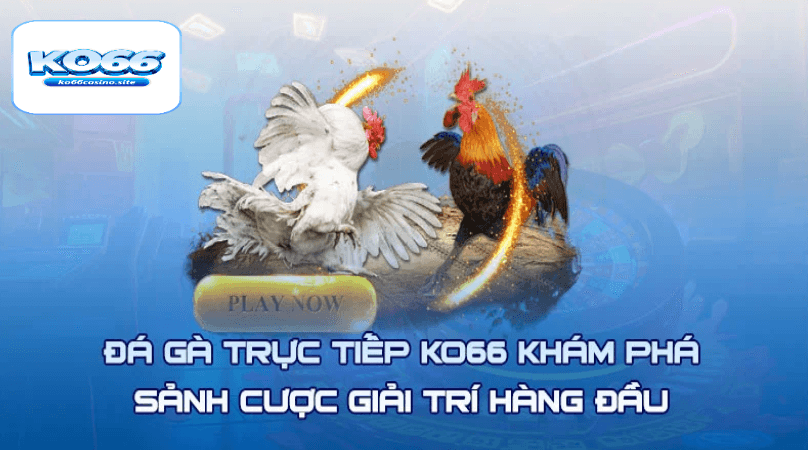 Đá gà trực tiếp KO66